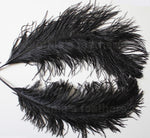 Ostrich Feather, Ten Piece 20-22" Black Ostrich Drab Plume Feather
