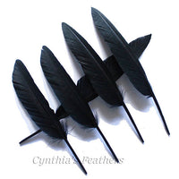 Duck Feathers Black Duck Primary Wing Pointer Feathers 7-10 inches 10 pieces SKU: 7J12
