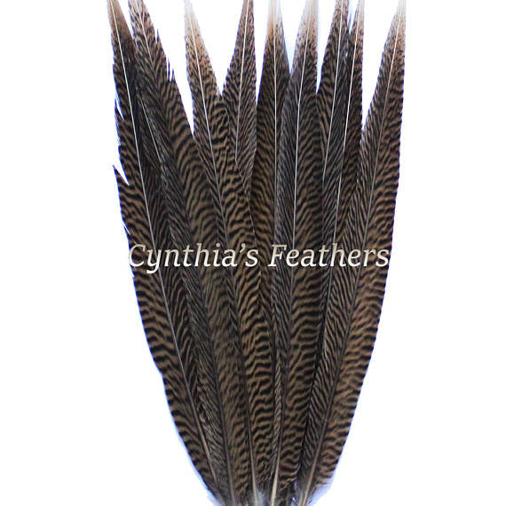 35 mm pheasant feather with a golden terminator - Brown/Black x1
