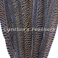 Pheasant Feathers Natural Golden Pheasant Tail Feathers 10 Pieces 14-16" Long SKU: 7A92
