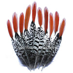 Pheasant Feathers Natural Lady Amherst Pheasant Red Orange Tip Feathers 10 Pieces 6-8 inches Long SKU: 7A71