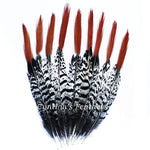 Pheasant Feathers Natural Lady Amherst Pheasant Red Orange Tip Feathers 10 Pieces 8-10 inches Long SKU: 7H73